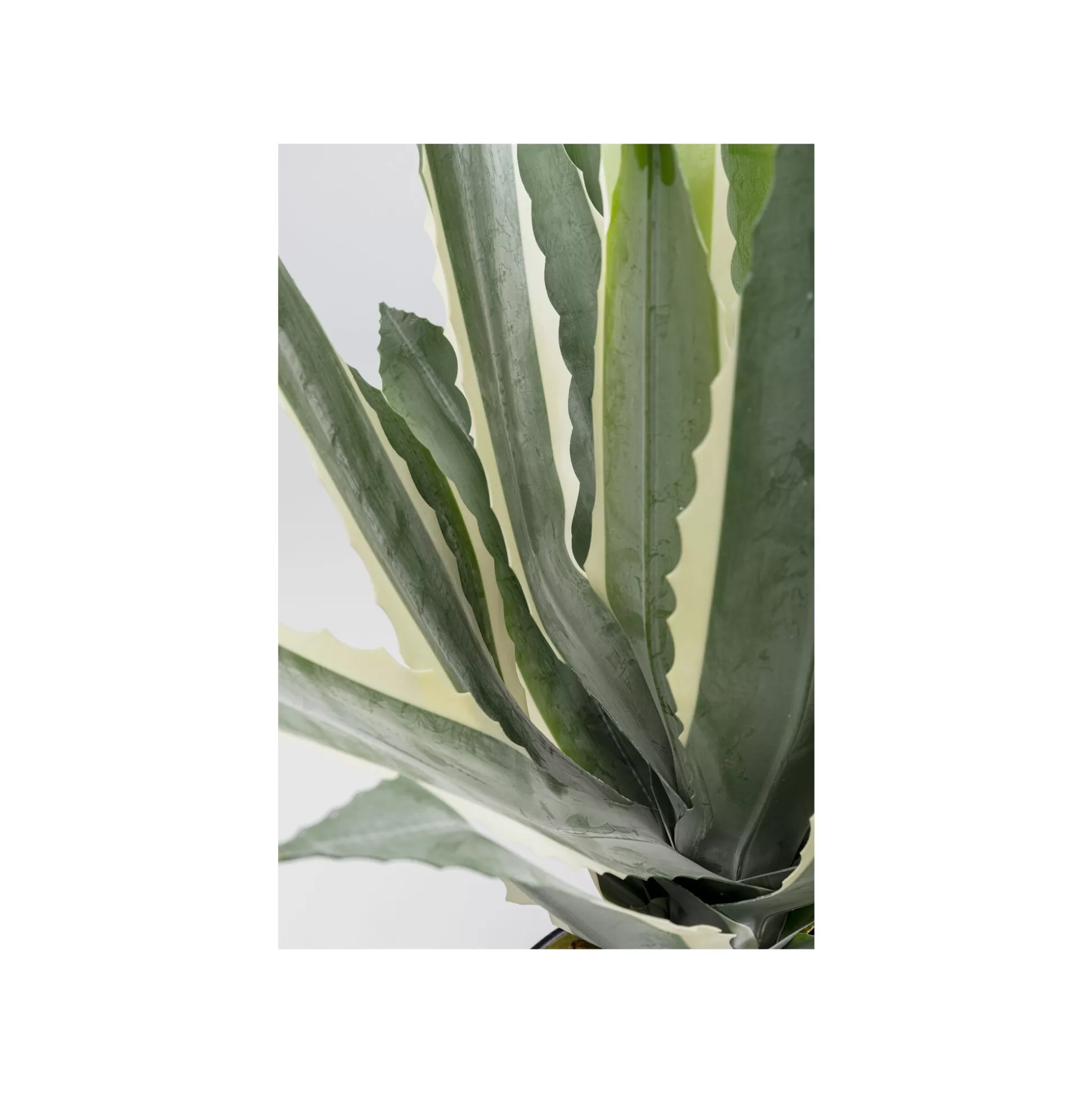 Plante Décorative Agave 50cm ^KARE Design Cheap