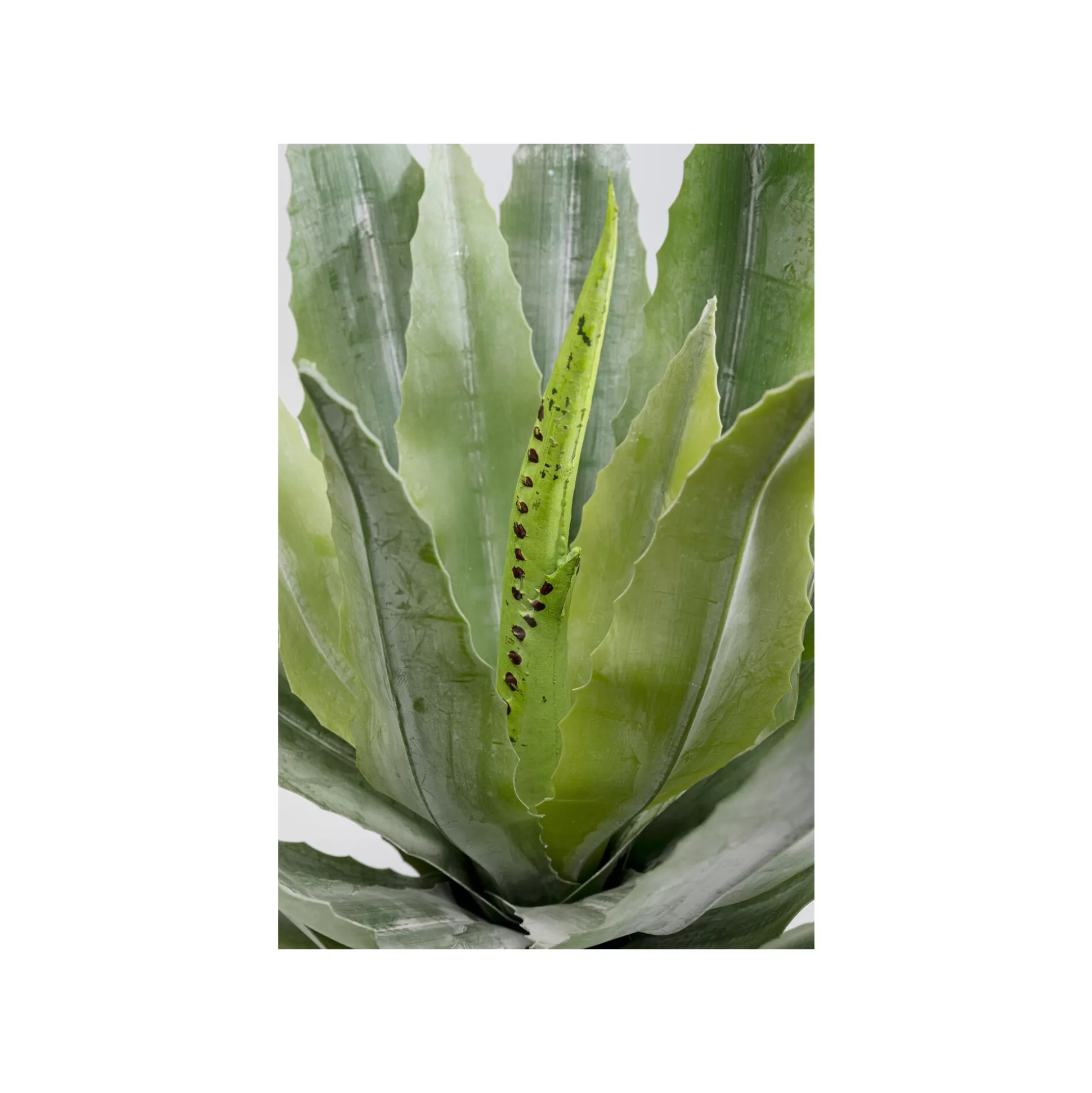 Plante Décorative Agave 40cm ^KARE Design Outlet