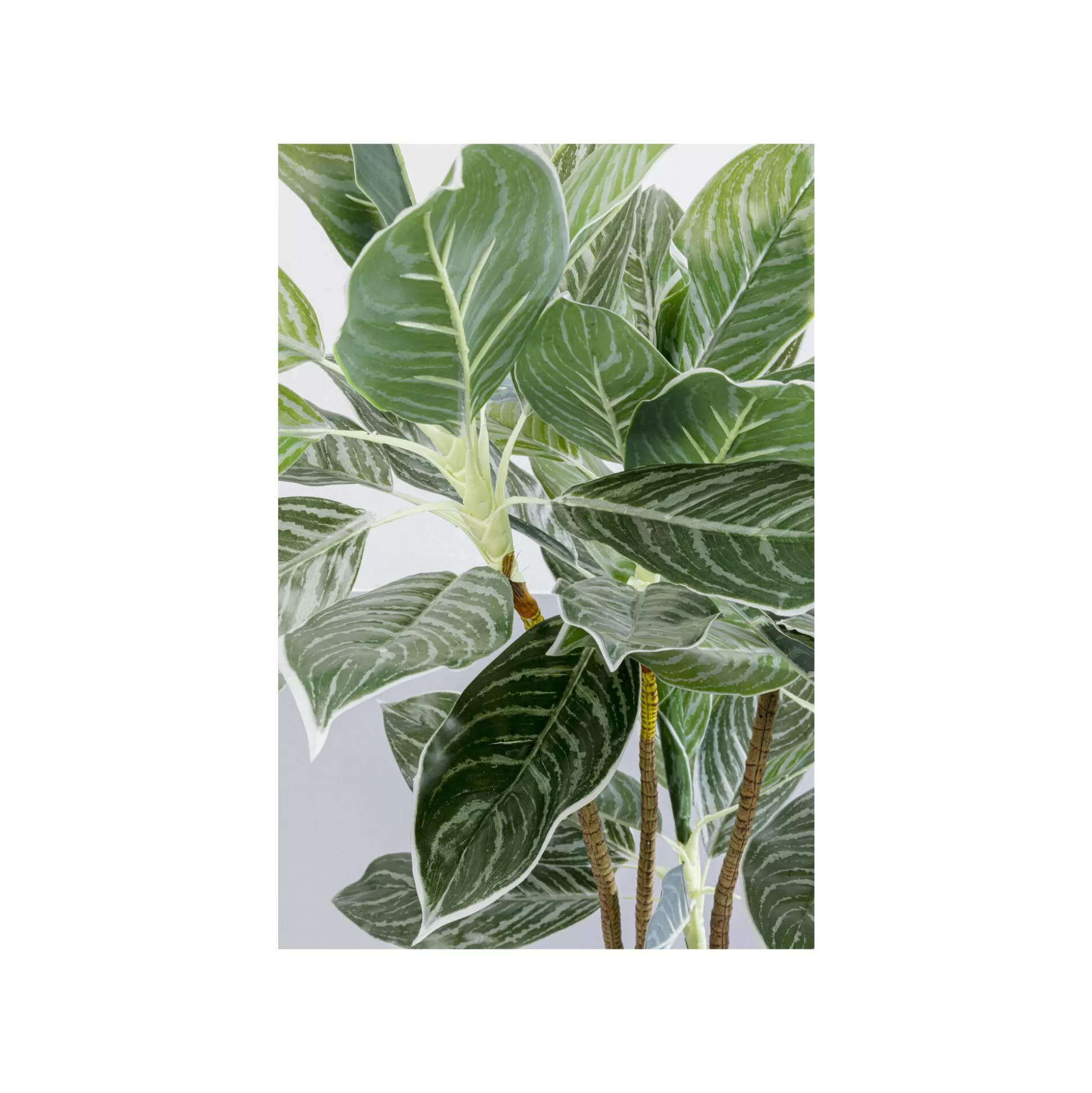 Plante Décorative Calathea 140cm ^KARE Design Cheap