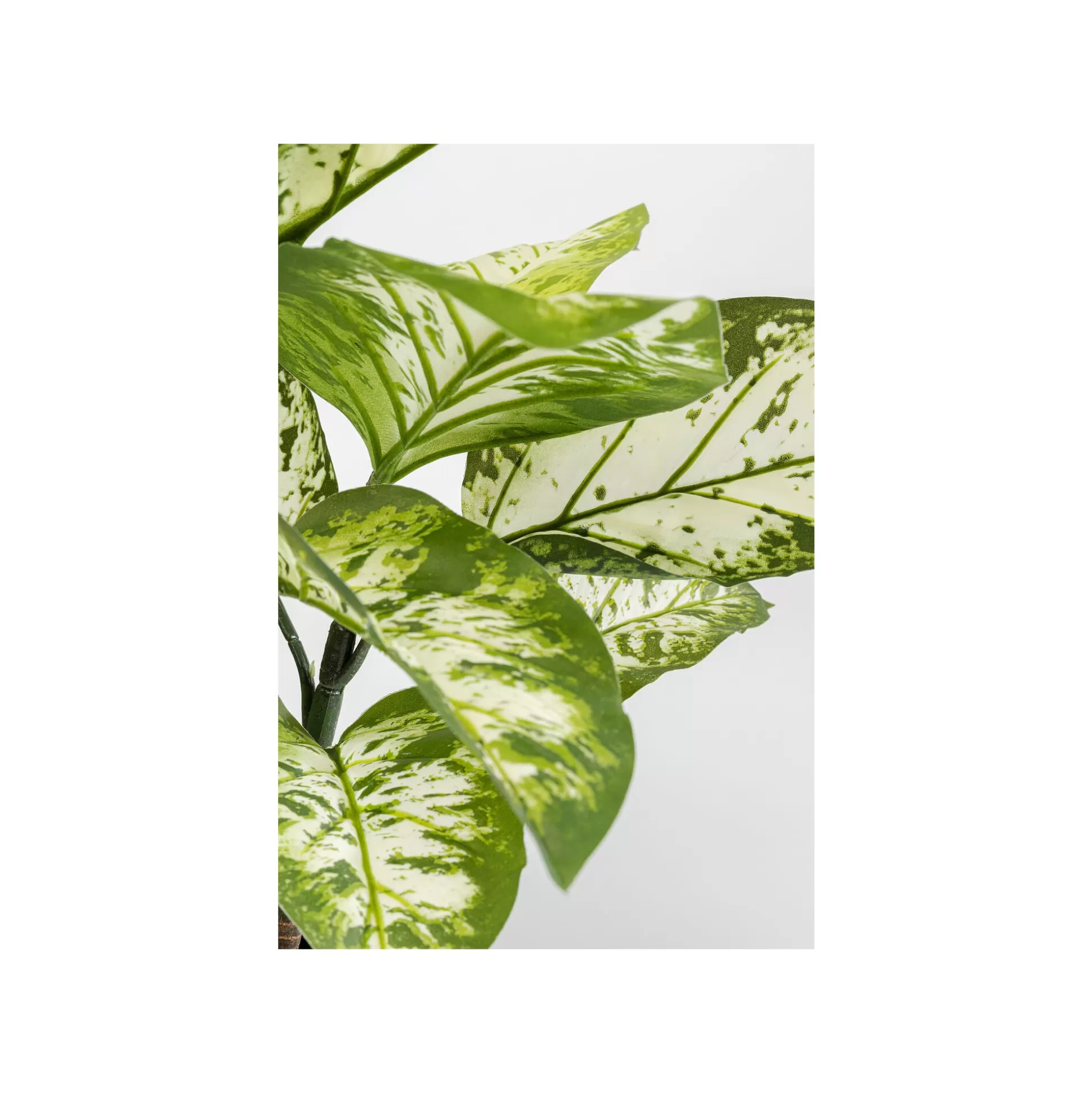 Plante Décorative Dieffenbachia 100cm ^KARE Design Online