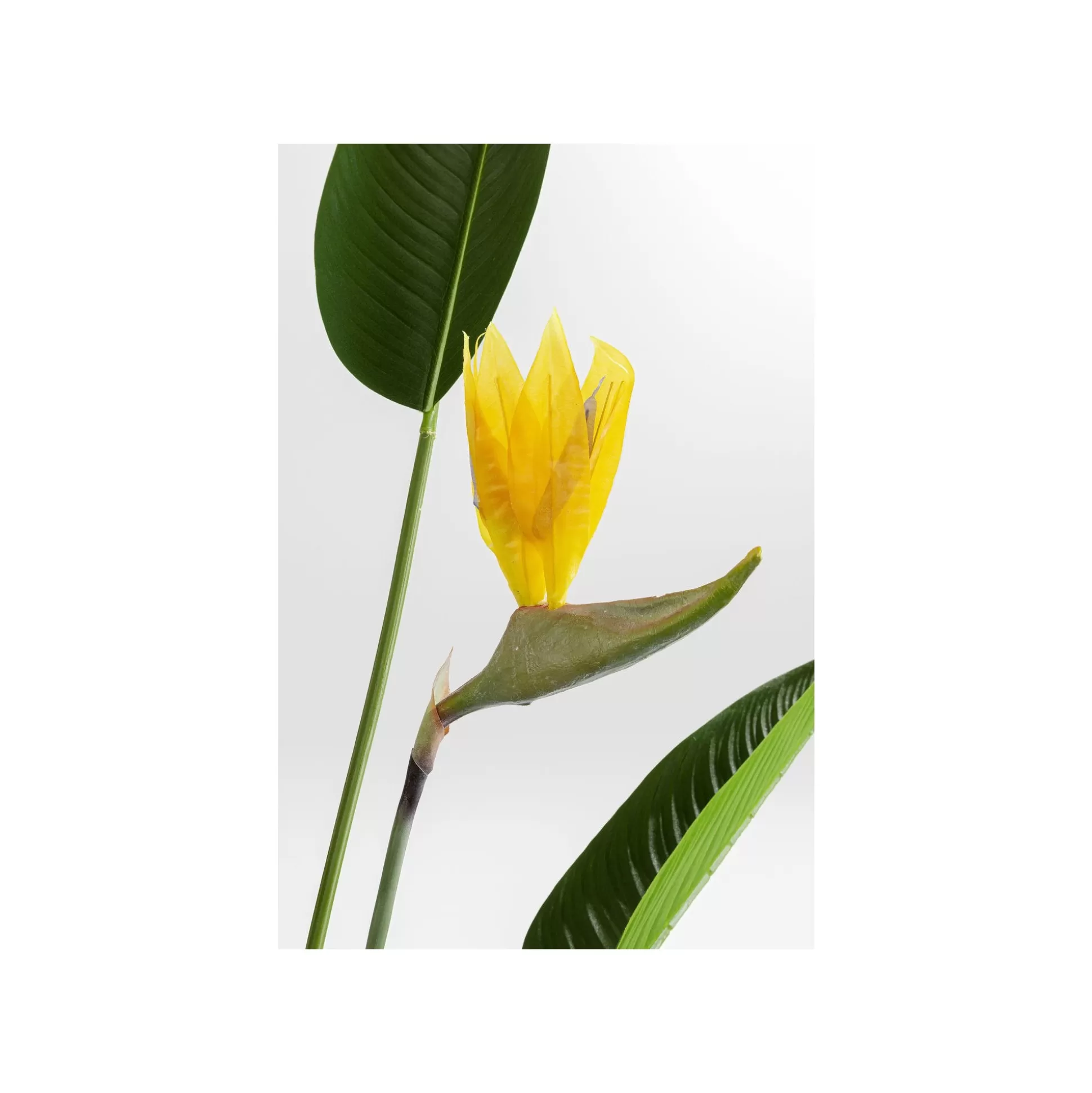 Plante Décorative Oiseau De Paradis 190cm ^KARE Design Best Sale